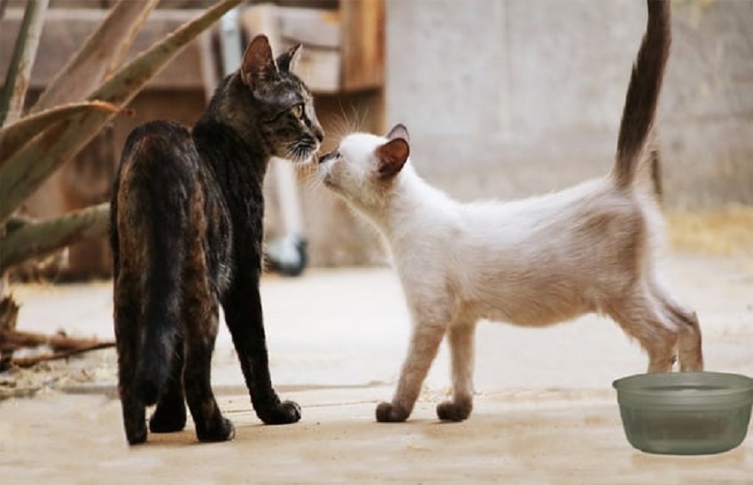 Kölyök macska etetése házilag